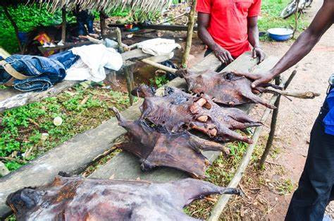 Monkeypox: FG bans sale and consumption of bush meat